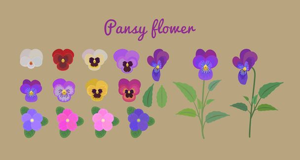 set Pansy flower. Colection of spring - Vector, Image