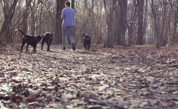 Frau geht mit Berner Schäferhund-Welpen spazieren - Foto, Bild