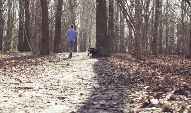 Woman walking with bernese shepherd dog puppies - Fotó, kép