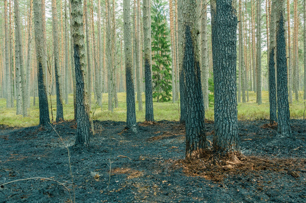 Pine tree forest after wildfire in spring - Photo, image