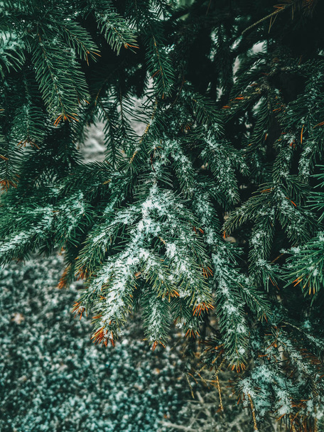 Зеленые сосновые ветви с иглами, покрытыми снегом в снежный зимний холодный день на открытом воздухе. Текстурированный фон. Темно-низкое настроение
.  - Фото, изображение