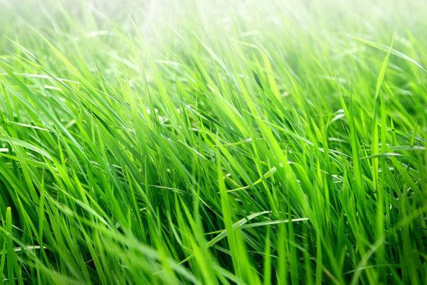 Macro shot of bright green grass sprouts in spring. Green meadow of closeup fresh grass. - Photo, Image