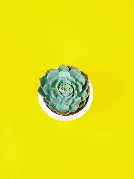 Суцільна рослина в білому горщику на жовтому тлі
 - Фото, зображення