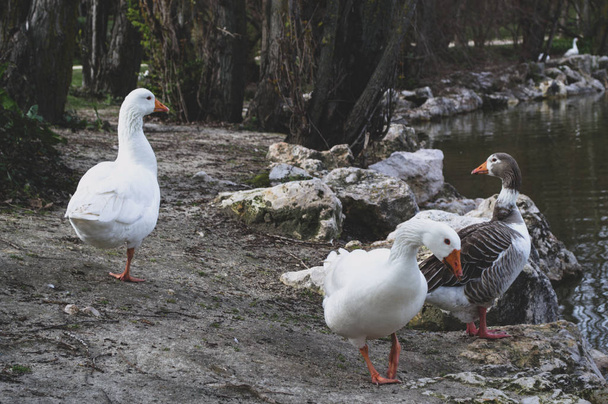 Білі качки, що йдуть на березі озера
 - Фото, зображення