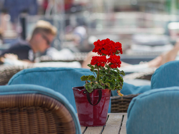 Tummanpunainen geranium pöydällä terassi, vaaleansininen ulkona fu
 - Valokuva, kuva