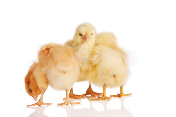 Three chicks in a group - Foto, imagen