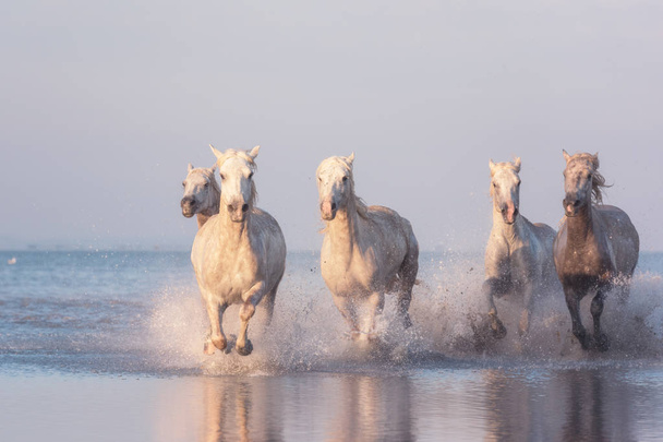 Beyaz atlar gün batımında suda dörtnala koşarlar, Camargue, Bouches-du-rhone, Fransa - Fotoğraf, Görsel