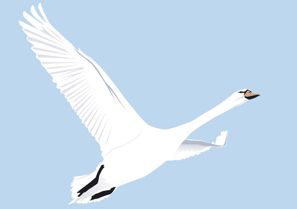 Un gran cisne blanco aumenta la cantidad
 - Vector, Imagen