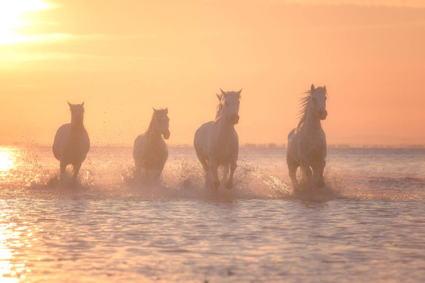 Cavalos brancos correm galope na água ao pôr do sol, Camargue, Bouches-du-rhone, França
 - Foto, Imagem