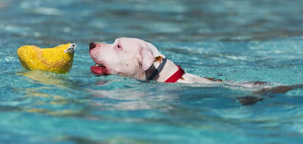 Un pitbull nageant dans une piscine locale avec un ballon de football
 - Photo, image