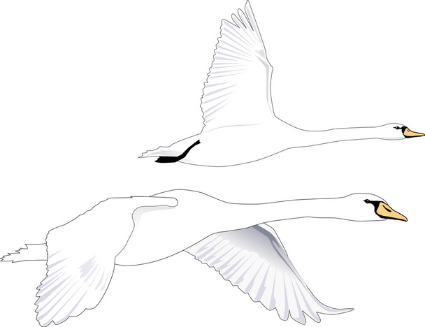 twee witte zwanen elegant samen vliegen. - Vector, afbeelding