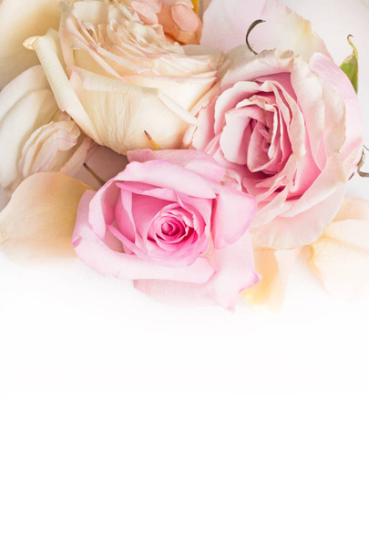 pink rose  background. close up shot  - Фото, изображение