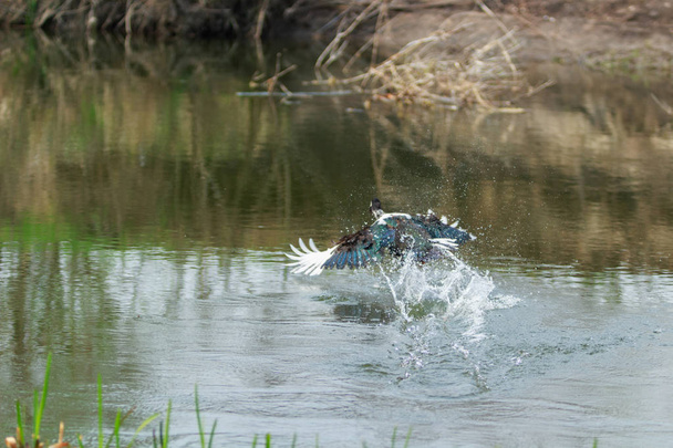 Ördek avı. Wate'den havalanıyor yaban ördeği - Fotoğraf, Görsel