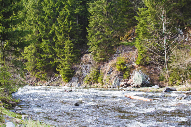 Berg rivier landschap met dennenbomen - Foto, afbeelding