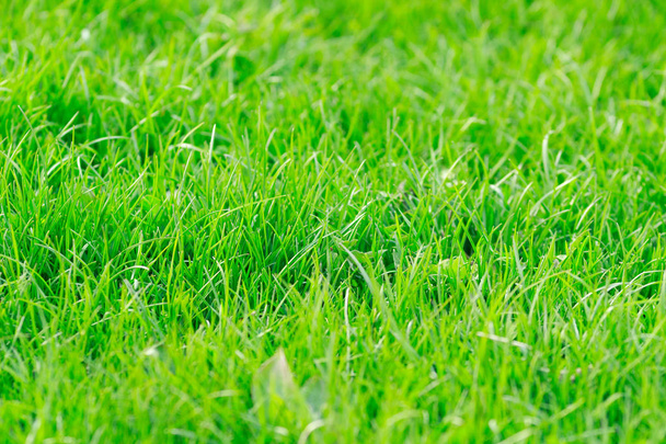 Zelené pozadí textury trávy. Rozmazaná zelená tráva.  - Fotografie, Obrázek