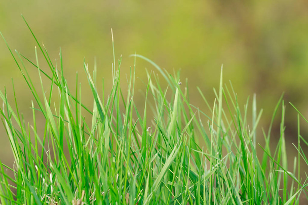 Shoot of a young green grass on the blurred green background  - Foto, Imagen