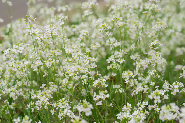 arabis procurrens white wild flowers in meadow  - 写真・画像