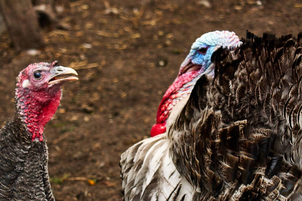 turkeys on a farm on a farm , serious turkey - Photo, Image
