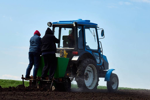 Um trator no campo planta batatas e cultiva o chão, Plantar batatas com um pequeno trator
 - Foto, Imagem