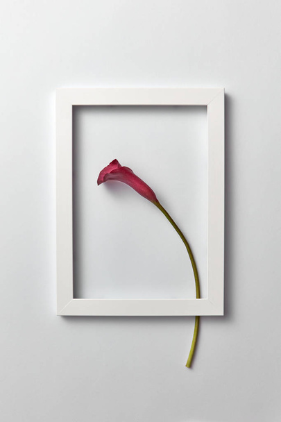 Creative composition with fresh red calla lily flower in a regtangular frame on a light gray background. Greeting card for Mother's Day, place for text. Flat lay - Photo, image