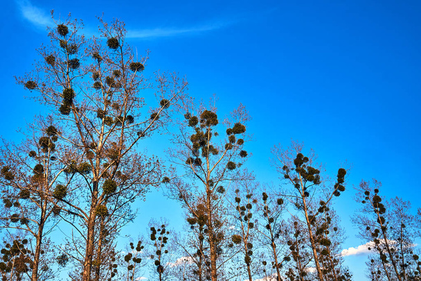Mistletoe in branches of poplar trees on a background of blue sky - Photo, Image
