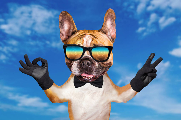 αστείο σκυλί κόκκινο γαλλικό μπουλντόγκ με ένα μαύρο παπιγιόν και γυαλιά ηλίου. Δείχνει με τα πόδια και τα χέρια του μια χειρονομία ειρήνης και ένα σημάδι περίπου. ζώο στο γαλάζιο του ουρανού φόντο - Φωτογραφία, εικόνα