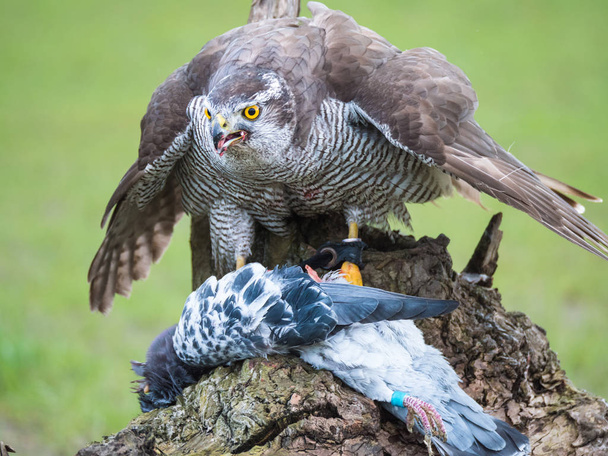 Hybrid falcon devours his dead pigeon prey - Photo, Image
