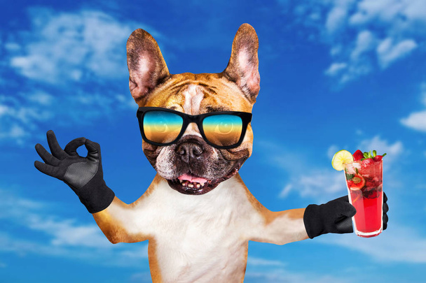 hauska koira inkivääri ranskalainen bulldog aurinkolaseissa pidä alkoholisti cocktail lasi baarissa ja näytä merkki n. Eläin sinitaivaalla taustalla
 - Valokuva, kuva
