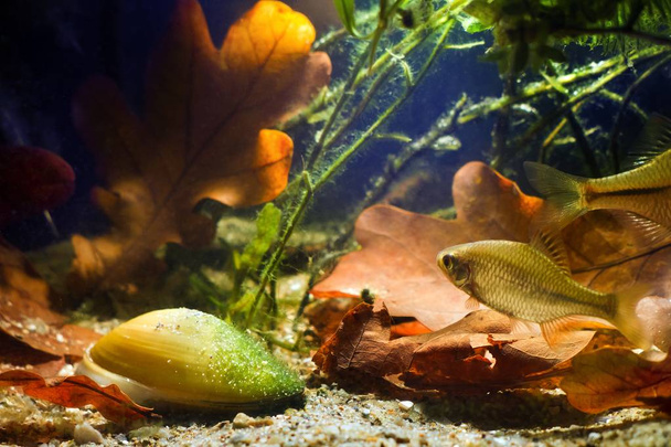 ローデウス・アマルス、ヨーロッパの苦い、広く広がる野生の魚は、ユニオピクトルム、画家のムール貝、水生二枚貝軟体動物、スポットライトで、淡水冷水バイオトープ水族館の近くで泳ぐ - 写真・画像