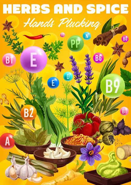 Βιταμίνες σε βιολογικά μπαχαρικά και βότανα - Διάνυσμα, εικόνα