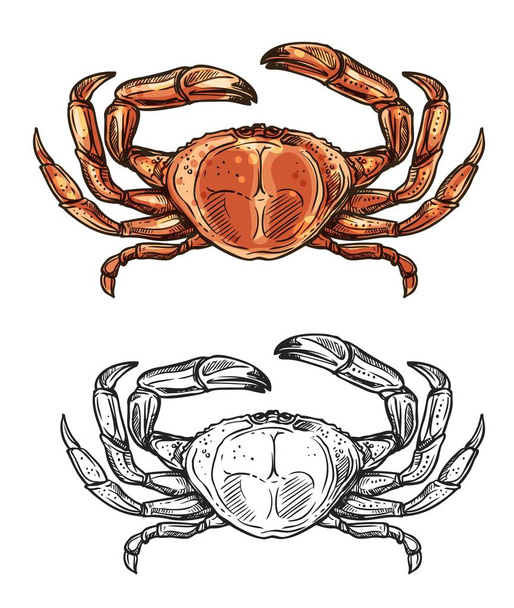 Boceto de cangrejo, menú de mariscos y pesca marina
 - Vector, imagen