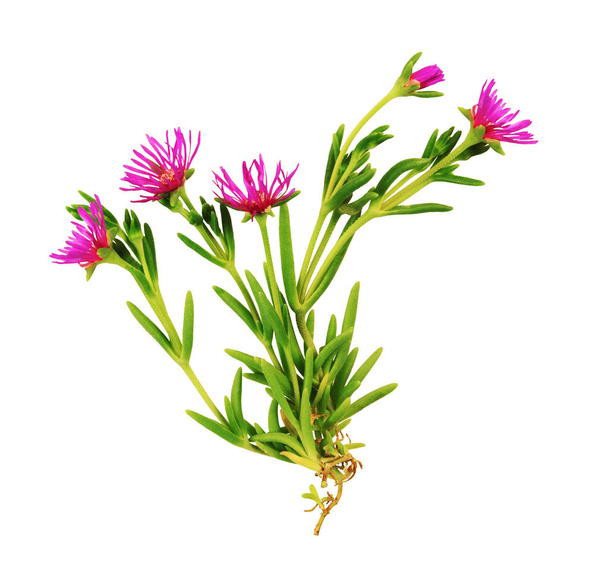 Purslane roślina z fioletowymi kwiatami wyizolowanymi na białym tle.                       - Zdjęcie, obraz