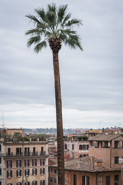 Palm tree overlooking an aerial view of Rome - Fotó, kép