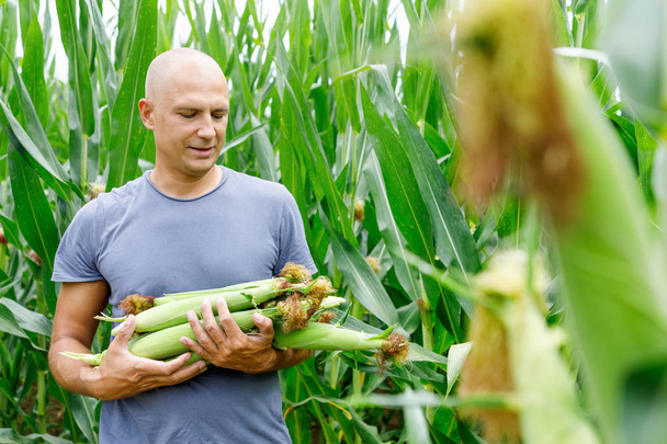 uomo con raccolto di mais a campo
 - Foto, immagini