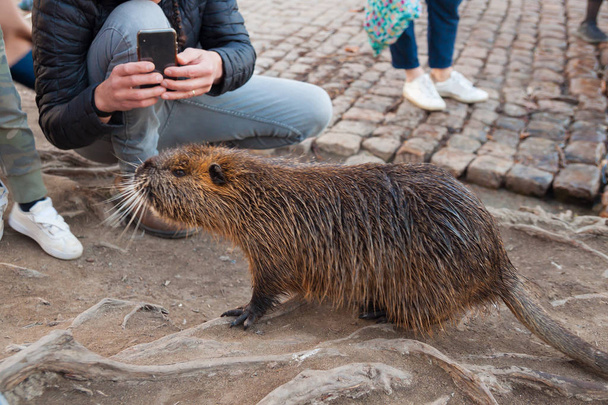 coypu in wild nature and people - Photo, Image