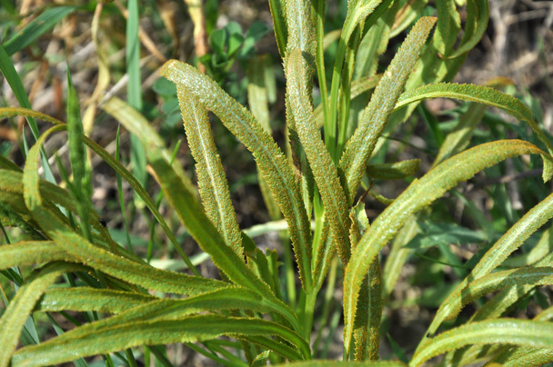 In the wild is growing Falcaria vulgaris - Фото, изображение