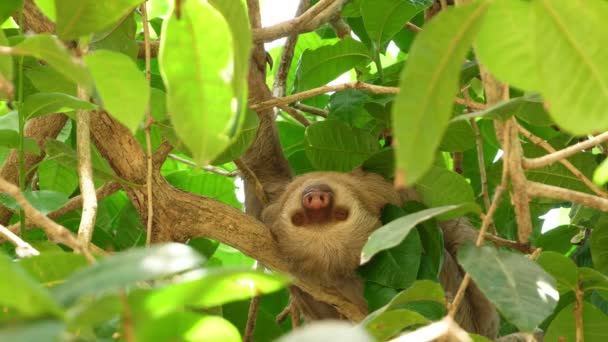 Trzy-toed Leniwiec śpi na gałęzi w lesie deszczowym. Sloths to ssaki, które odnotował powolność ruchów i spędzają większość swojego życia wiszącego do góry nogami w drzewach tropikalnych lasów deszczowych Ameryki Południowej i Ameryki Środkowej - Materiał filmowy, wideo