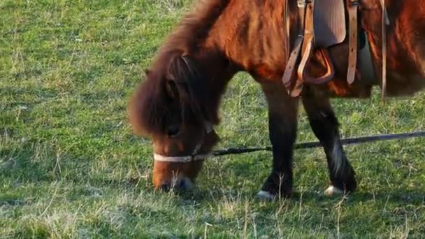 Маленький милый пони ест зеленую траву, пасусь на лугу крупным планом
 - Кадры, видео
