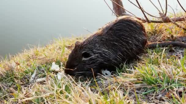 Nutria, coypu, in the wild, eats vegetables near the lake - Footage, Video