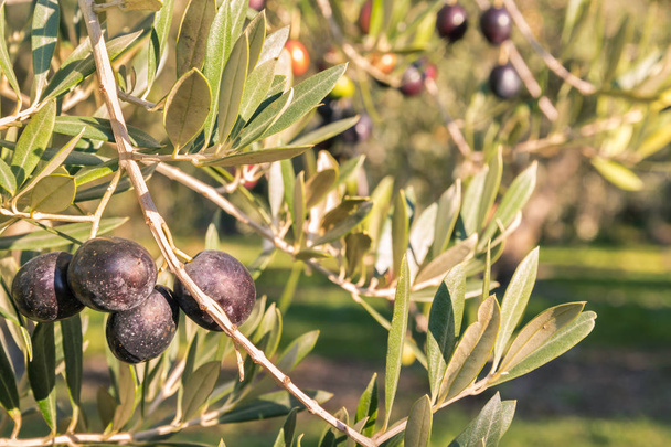 zbliżenie dojrzałych czarnych oliwek na drzewie oliwnym - Zdjęcie, obraz