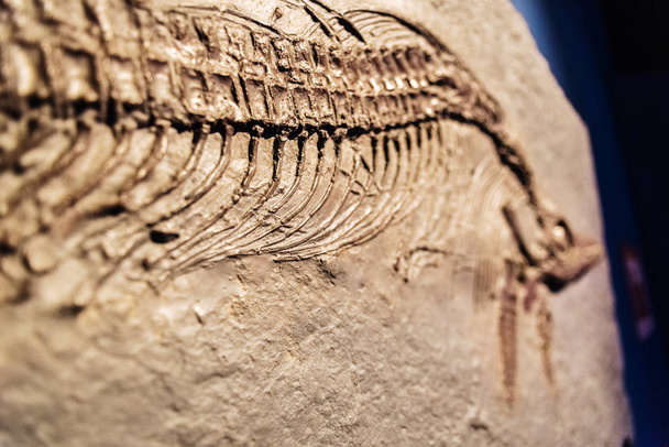 Bir fosil Ichthyosaurus detay. - Fotoğraf, Görsel