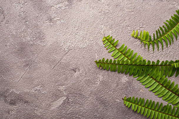 Background with green fern leaves. - Photo, image