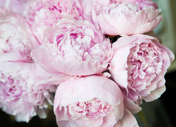 White and pink peonies. Background, wallpaper	 - Photo, Image