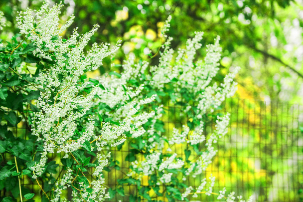 beautiful flowers on nature in park background - Fotoğraf, Görsel