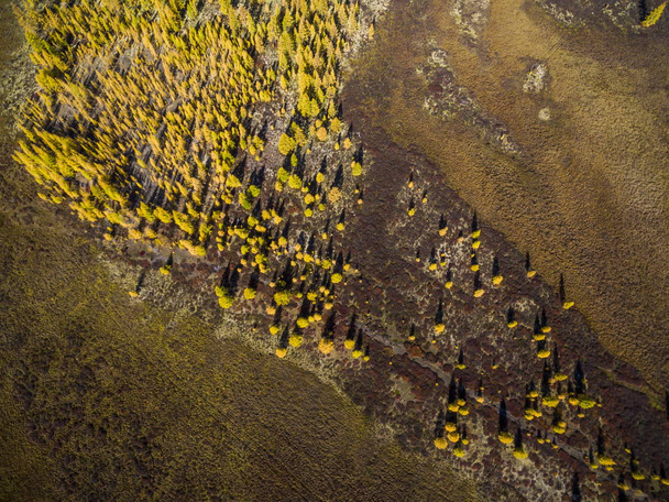 Aerial view of forest in the far East, Russia - Photo, Image