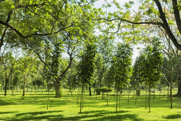 zrající fotka zelené stromy a zahrady krásné světlo ráno - Fotografie, Obrázek