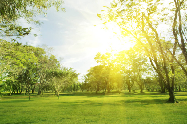 朝にぼやけた木々と緑の庭園広い芝生の美しい光 - 写真・画像