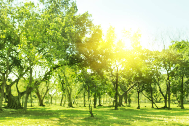 Foto borrosa Hermoso prado en el parque con cielo de la mañana
 - Foto, Imagen