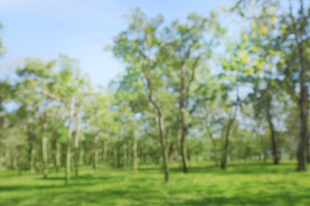 blured fotó gyönyörű zöld kert fák reggel - Fotó, kép