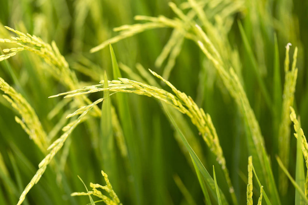 Рисовое растение производит красивые зеленые зерна
. - Фото, изображение